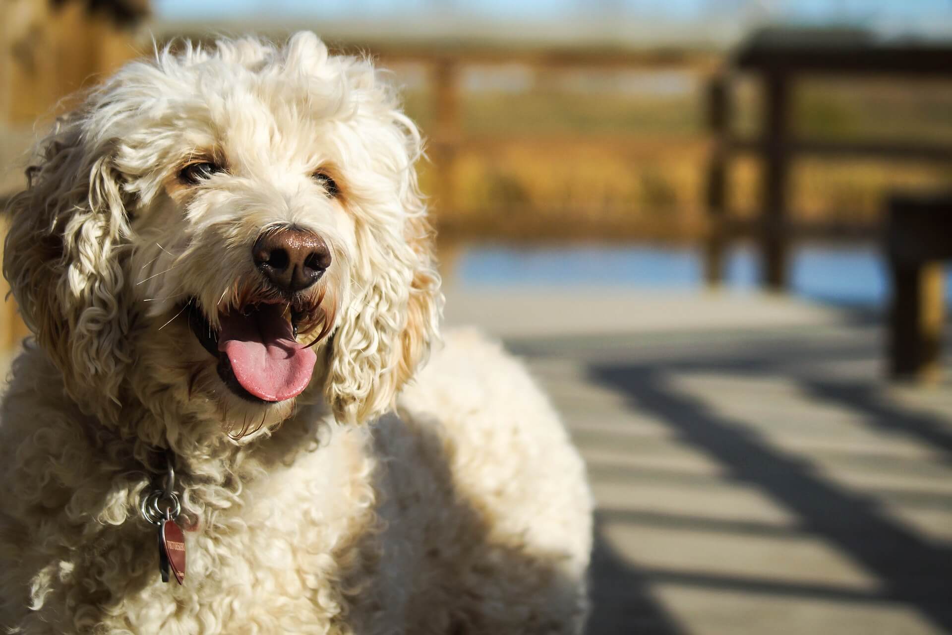 Toy poodle deals therapy dog